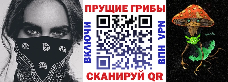 наркота  Зеленоградск  Псилоцибиновые грибы мицелий 
